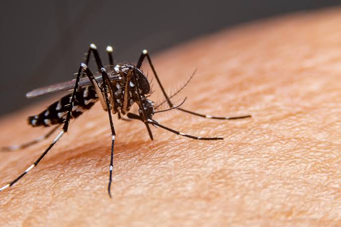 Secretaria Estadual da Saúde está implantando novas estratégias de controle do  Aedes aegypti