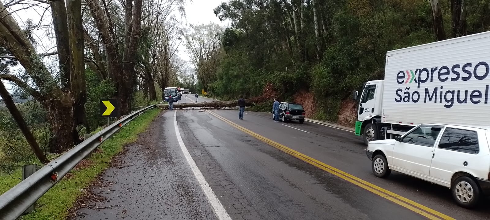 Queda de árvore interrompe o trânsito entre São Marcos e Caxias