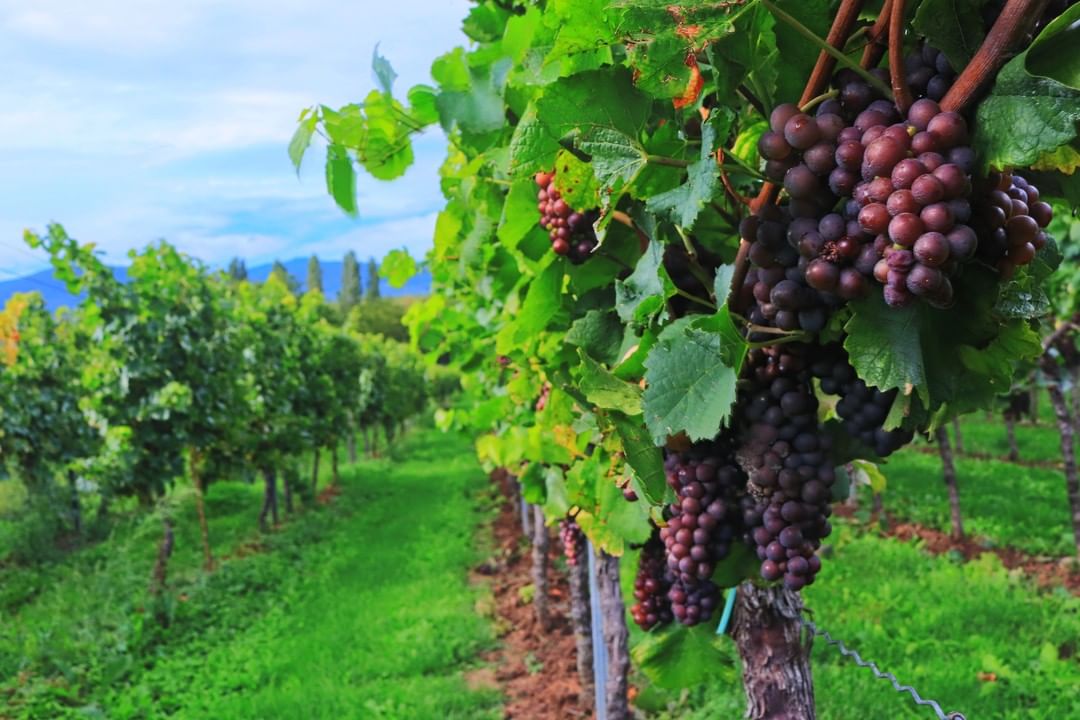 Destino Uva e Vinho celebra a vindima com inúmeras atrações