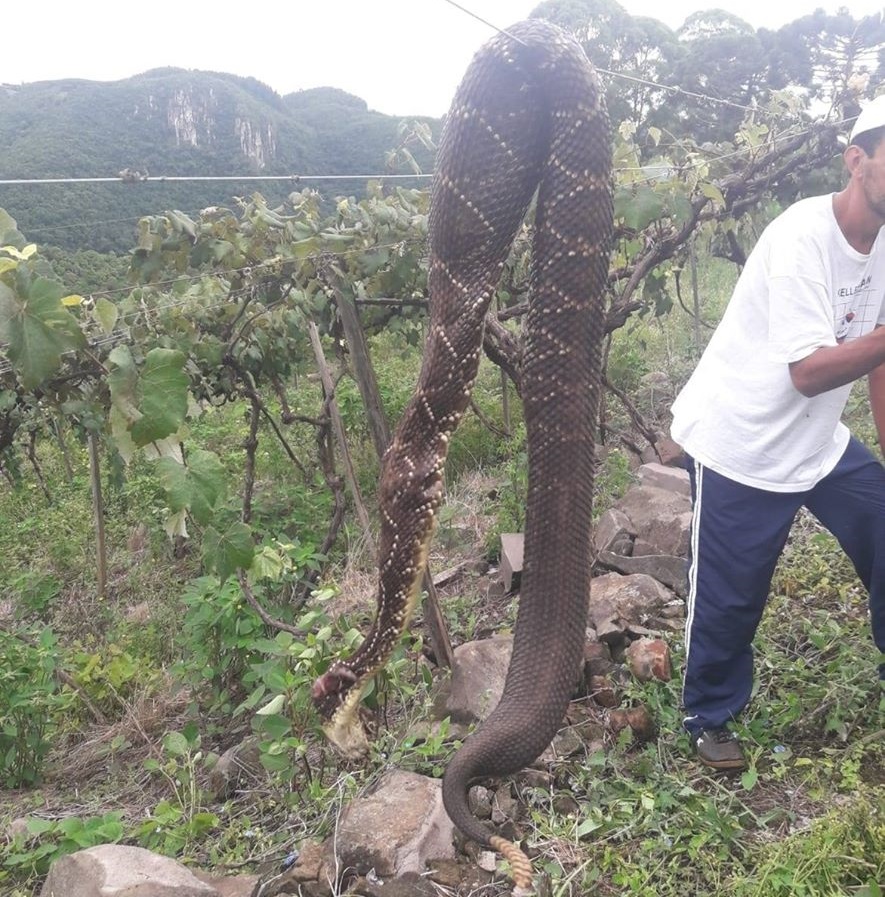 Cobra gigante é encontrada em parreiral de Campestre da Serra