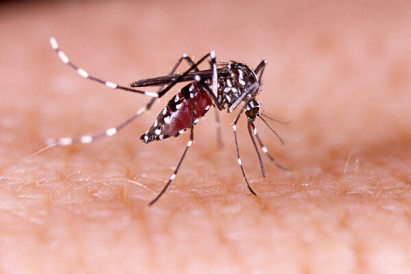 Secretaria da Saúde alerta para número de casos de dengue acima da média em janeiro no RS