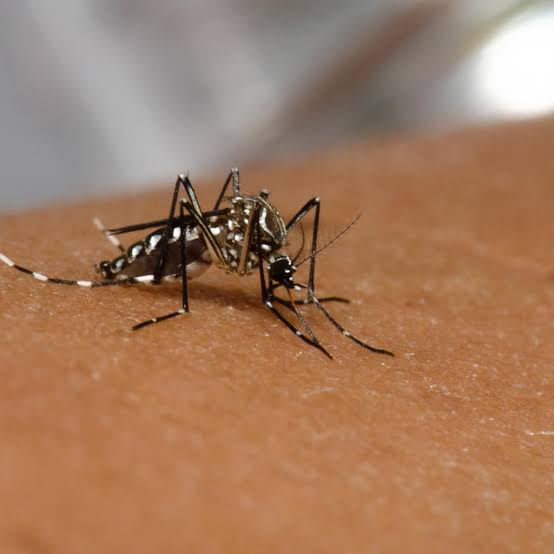 São Marcos está com risco iminente para a circulação do vírus da dengue