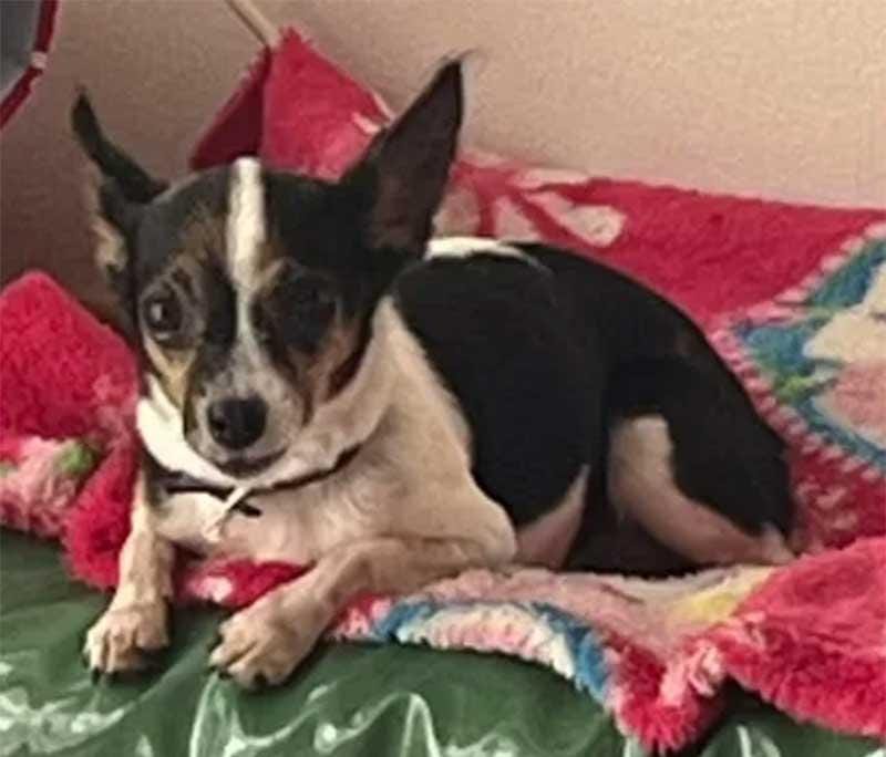 Polícia conclui investigação sobre morte de cachorrinha Jady e decide não indiciar ex-servidor público