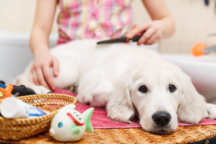 Tudo o que você precisa saber para ter e cuidar bem de um cachorro