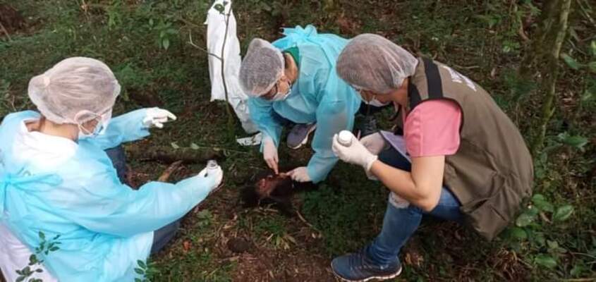 Moradores de São Roque encontraram bugio morto