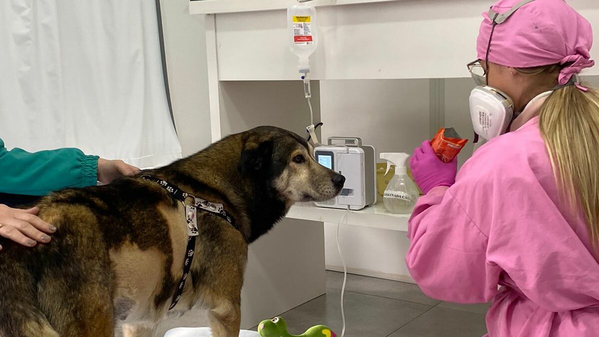 Comunidade se une em apoio ao mascote Robson da Escola Maranhão: Brechó beneficente marcado para 2 de setembro