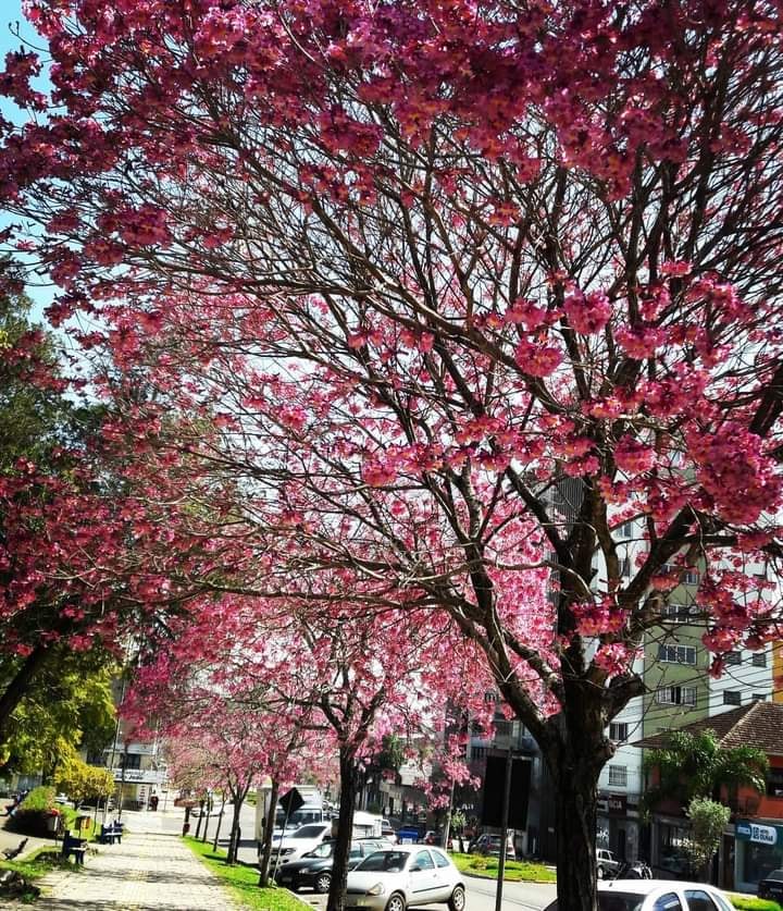 Temperaturas agradáveis marcam primeiro dia de primavera