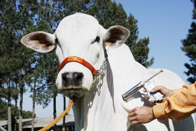 Agricultura divulga orientações para vacinação contra aftosa, de 16 de março a 14 de abril