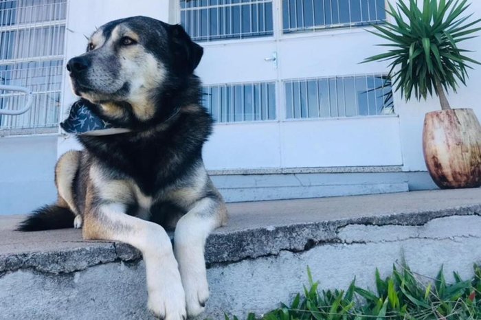 Escola Maranhão promove campanha para custear cirurgia do mascote Robson