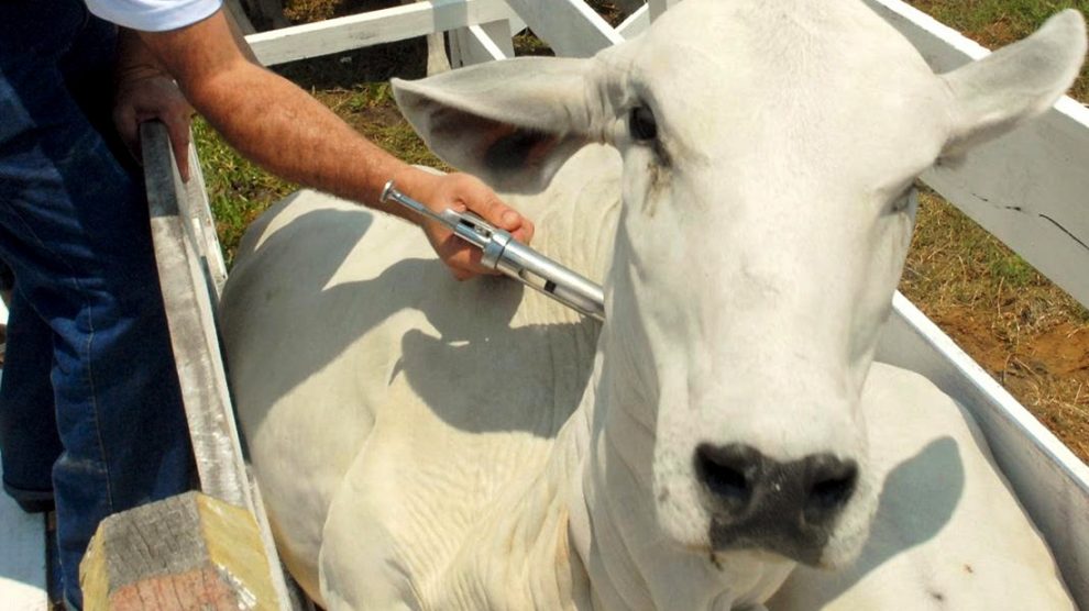 Governo antecipa vacinação contra febre aftosa no RS