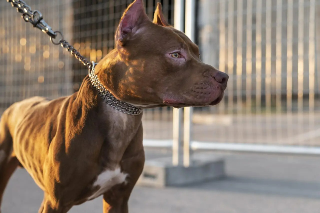 Criança de 7 anos é atacada por pitbull no bairro Colina Sorriso