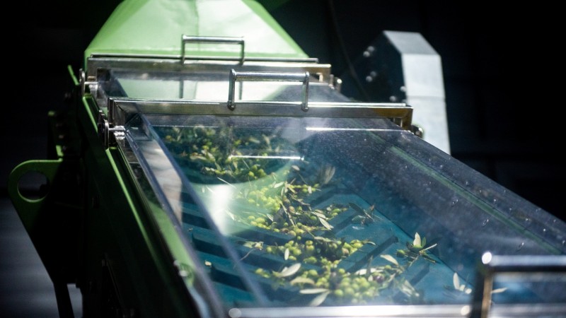 Maior produtor de azeite extravirgem do Brasil, RS projeta mais de 500 mil litros para 2023