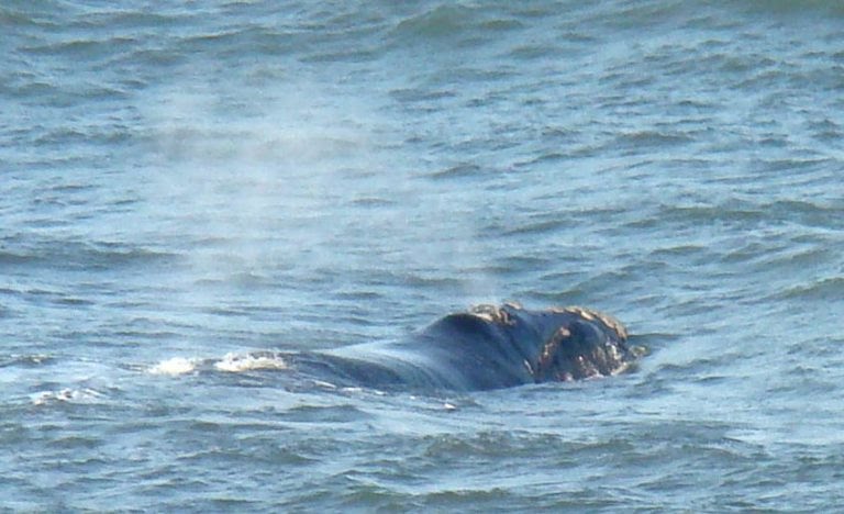 Baleias chamam a atenção em praia de Torres