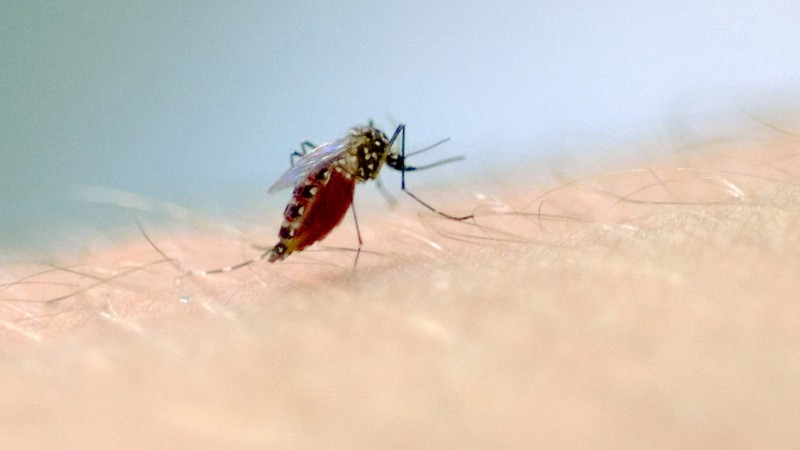 Com mais três óbitos confirmados, RS registra 26 mortes por dengue em 2023