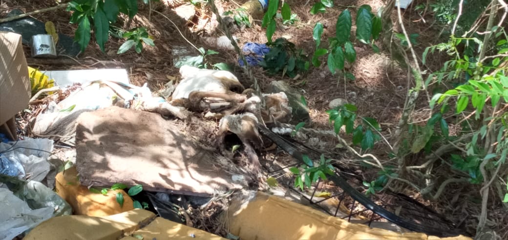Terreno no bairro Progresso é alvo frequente de descarte irregular de lixo