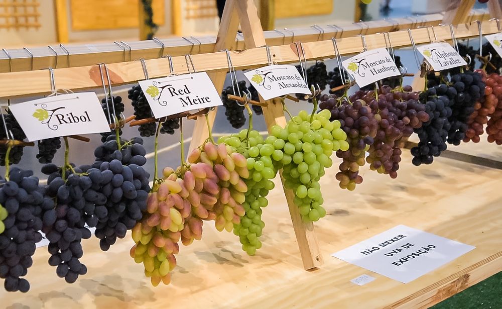 Inicia o período de inscrições para o Concurso de Uvas da Festa da Uva 2022