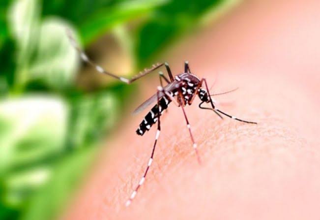 Óbitos por dengue no Estado chegam a 56 no ano