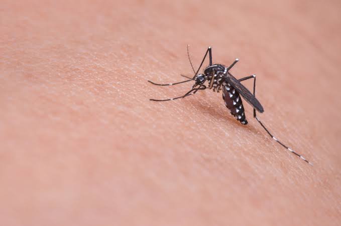 Estado confirma mais uma morte por dengue