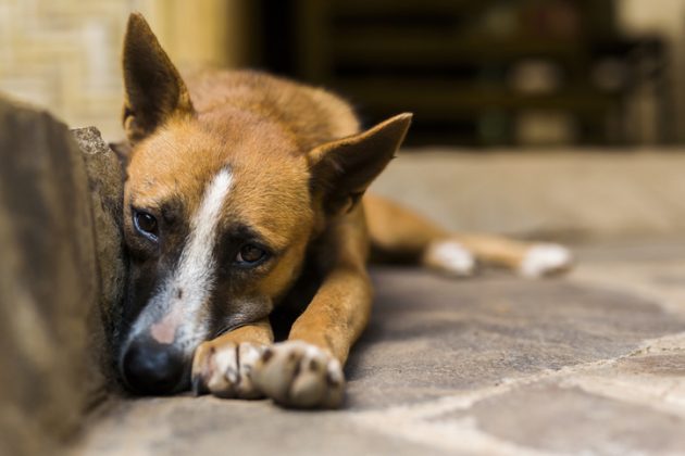 Cães abandonados podem ser uma epidemia. Como salvar a vida destes pets