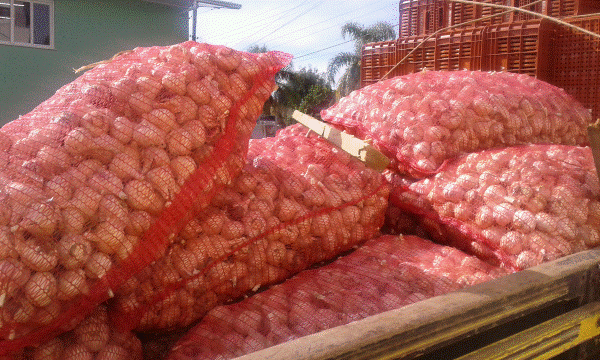 1.500 quilos de alho semente foram furtados de propriedade na Linha Tiradentes