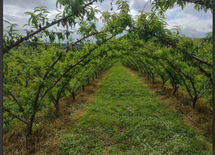 Campestre vive expectativa de supersafra de frutas