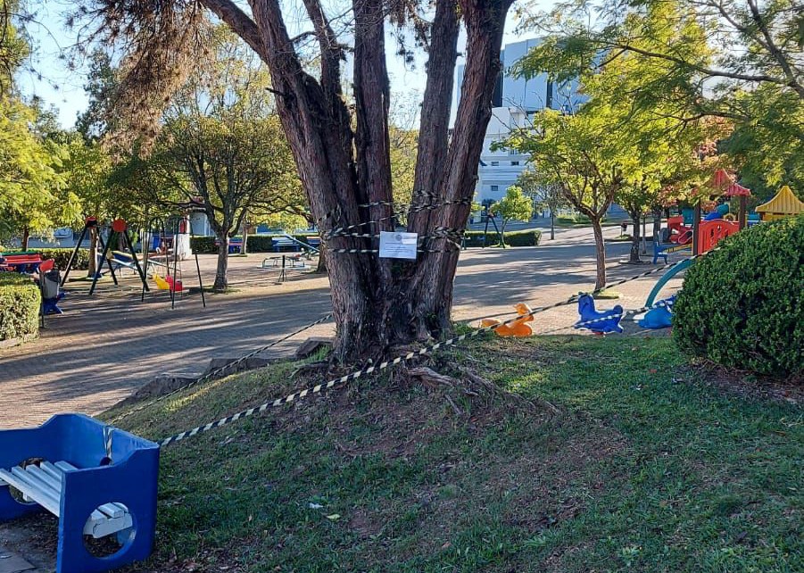 Bombeiros isolaram árvore na praça Dante Marcucci por causa de abelhas