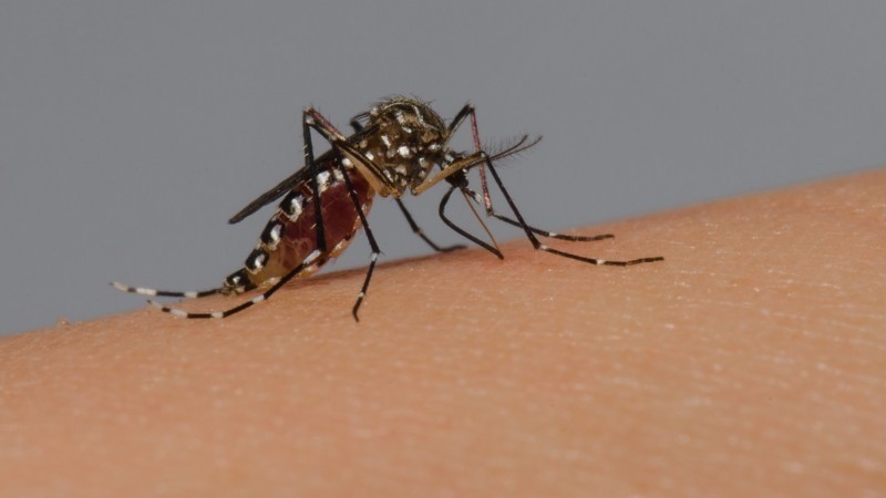 Rio Grande do Sul confirma o primeiro óbito por dengue em 2023