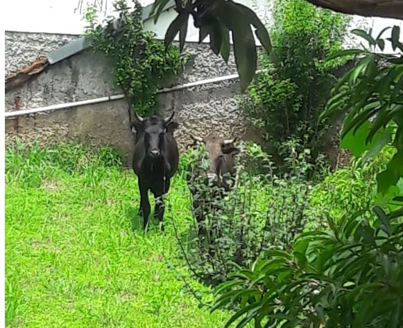 Vacas fugiram do Parque Municipal por dentro de bueiro nesta sexta-feira