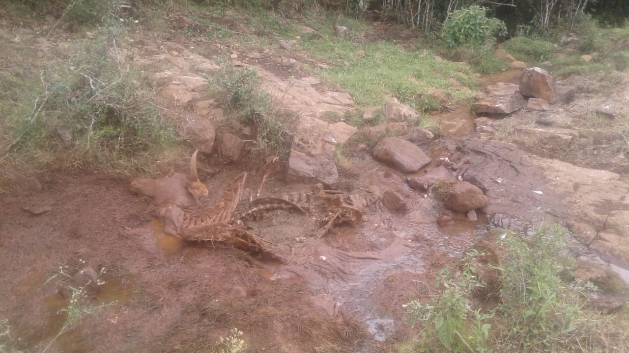 Polícia Civil investiga abigeato em Campestre da Serra