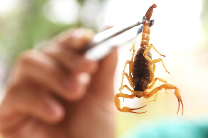 Número de acidentes com animais peçonhentos aumenta no verão