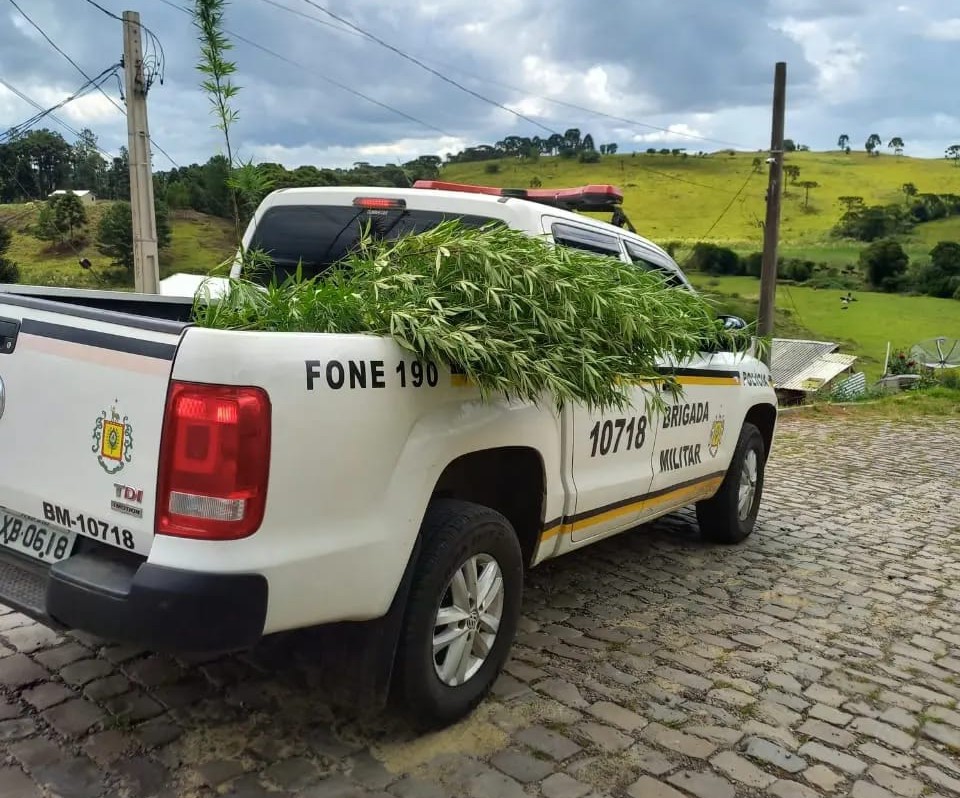 Casal foi preso por cultivar maconha no pátio de residência em Bom Jesus