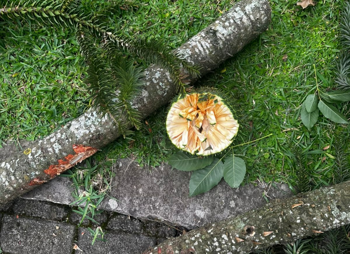 Poda de Pinheiros na Praça: moradores expressam preocupações com resíduos e preservação ambiental