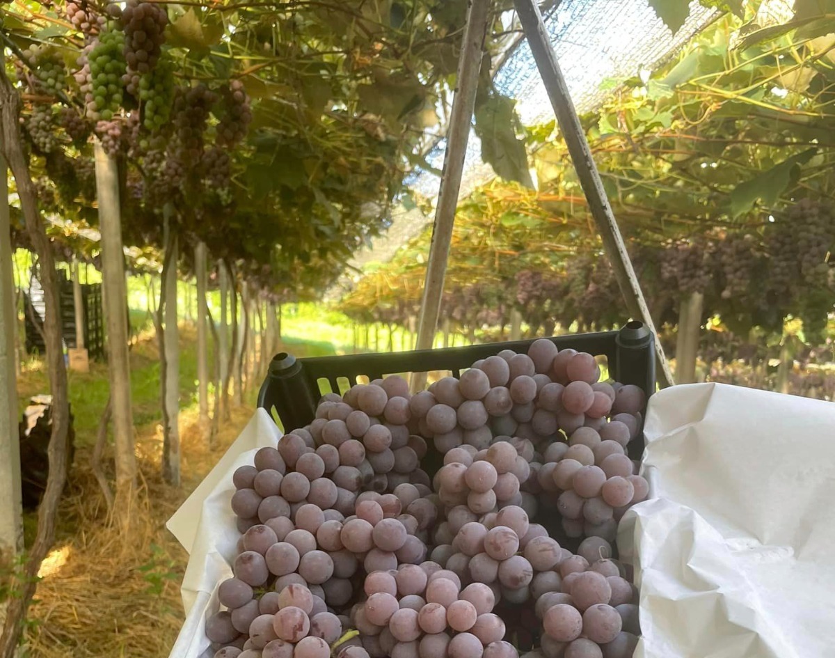 Por que a uva orgânica é mais valorizada