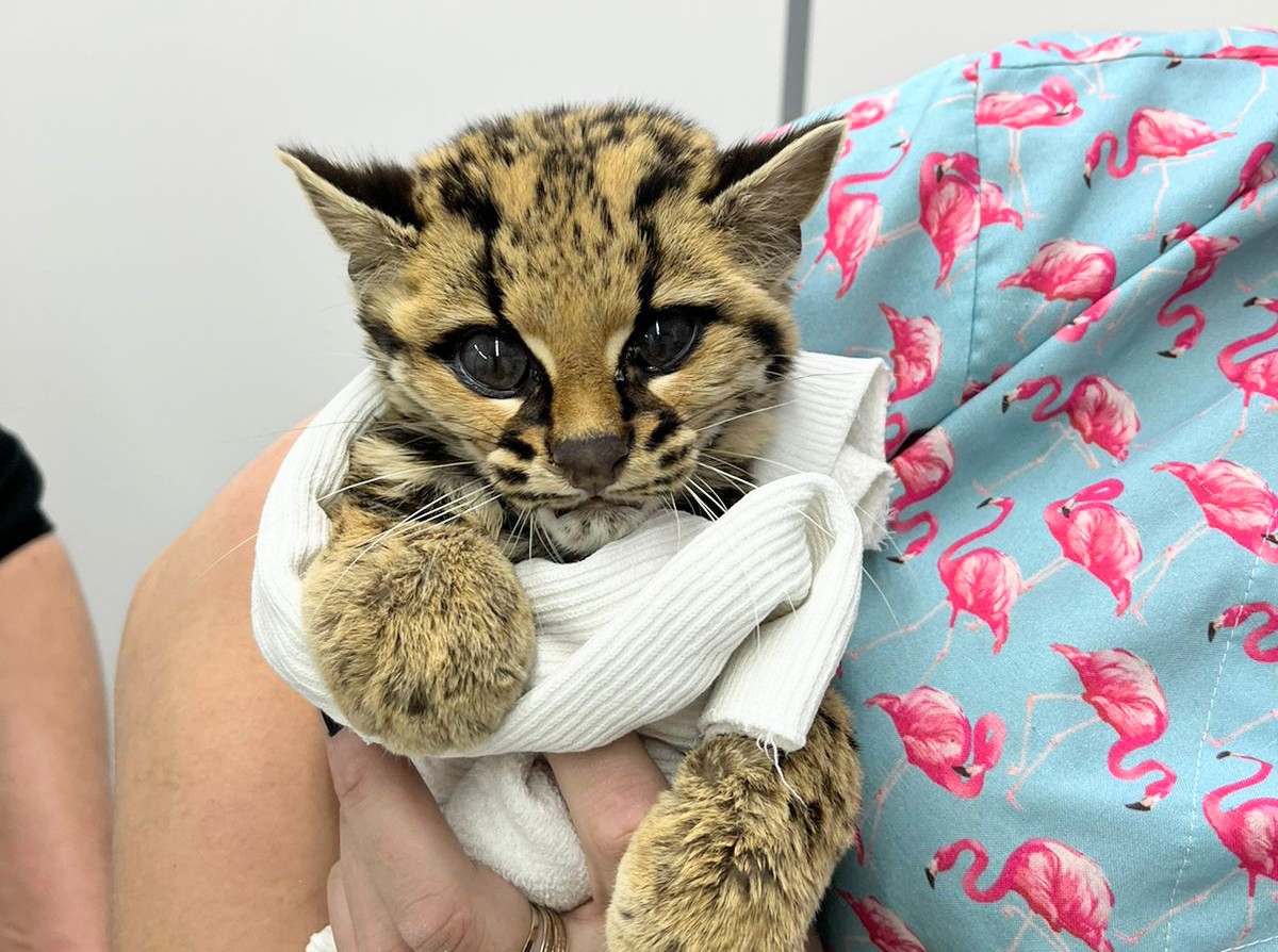 Gato-maracajá ameaçado de extinção é resgatado em São Marcos