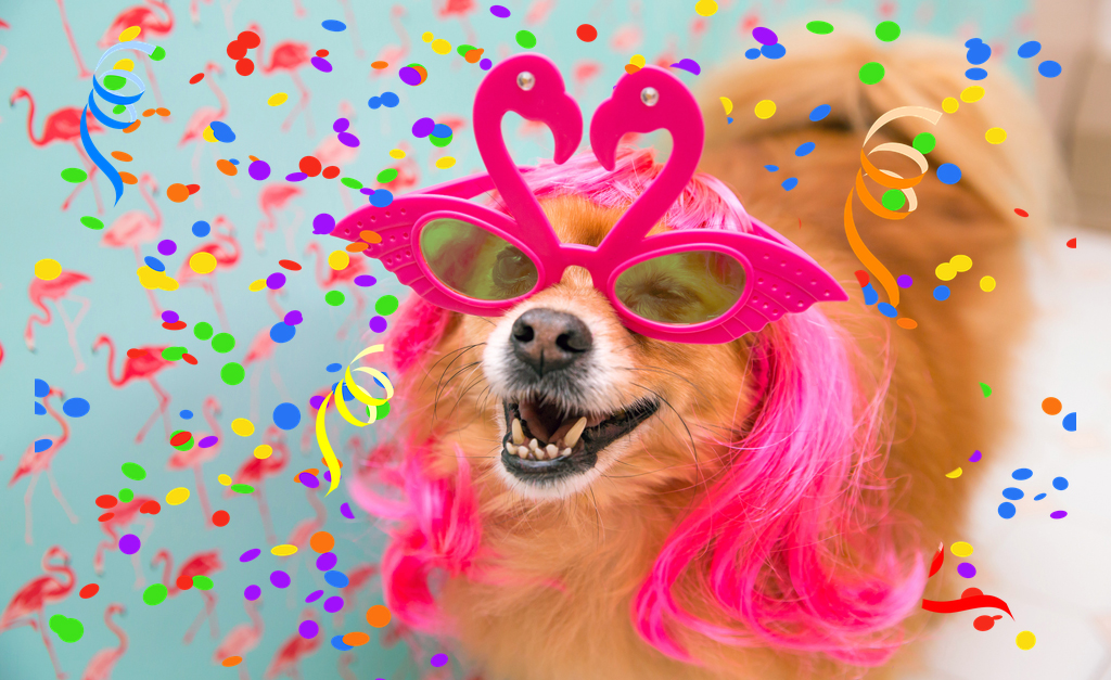 Carnaval animal: saiba os riscos de usar fantasias nos pets