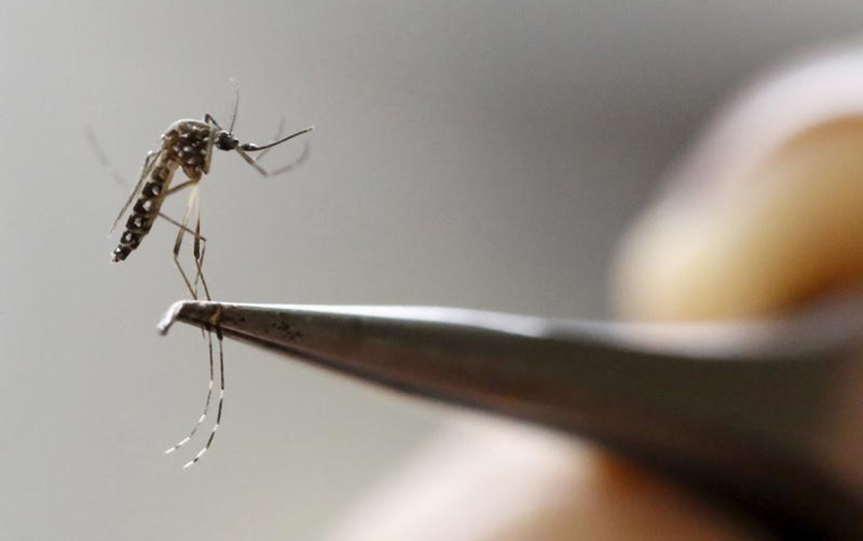 São Marcos registra aumento de 345% dos focos de Aedes Aegypti em comparação ao mesmo período do ano passado