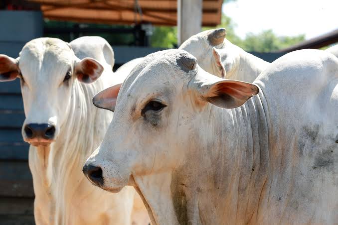 Produtores rurais gaúchos têm até 31 de outubro para declarar seu rebanho