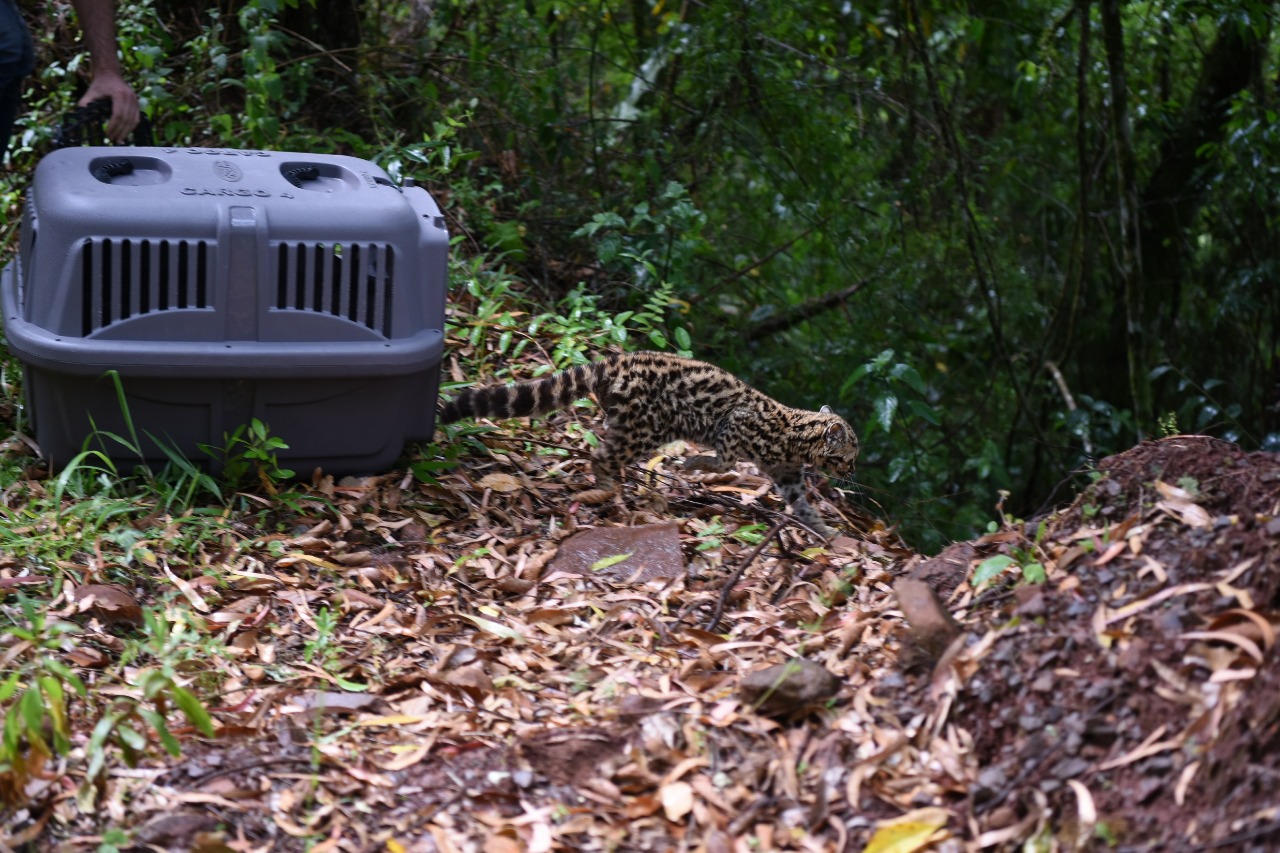 Gato-maracajá foi devolvido à natureza no interior de São Marcos