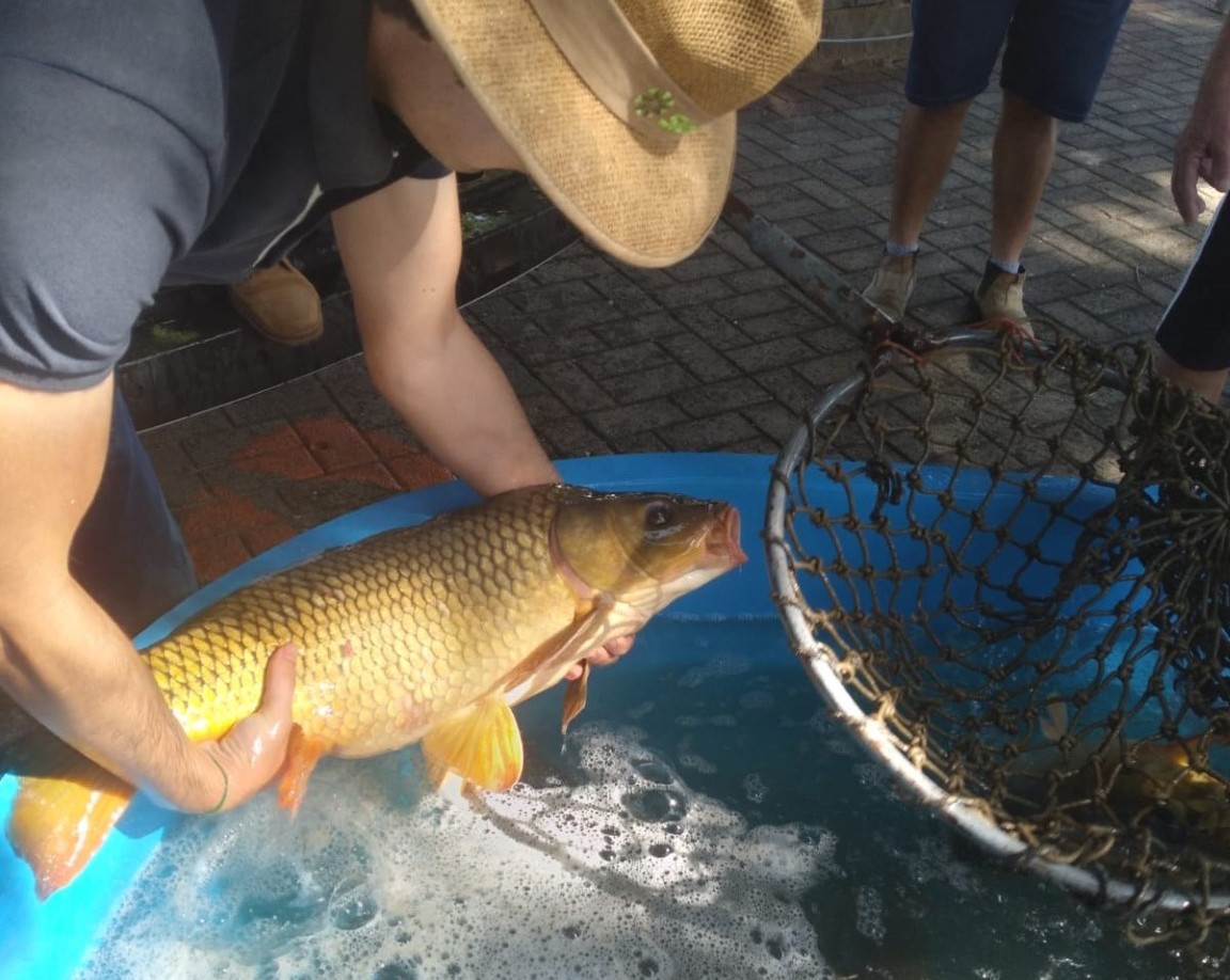 Semana Santa deve comercializar 2,5 toneladas de pescado no Rio Grande do Sul