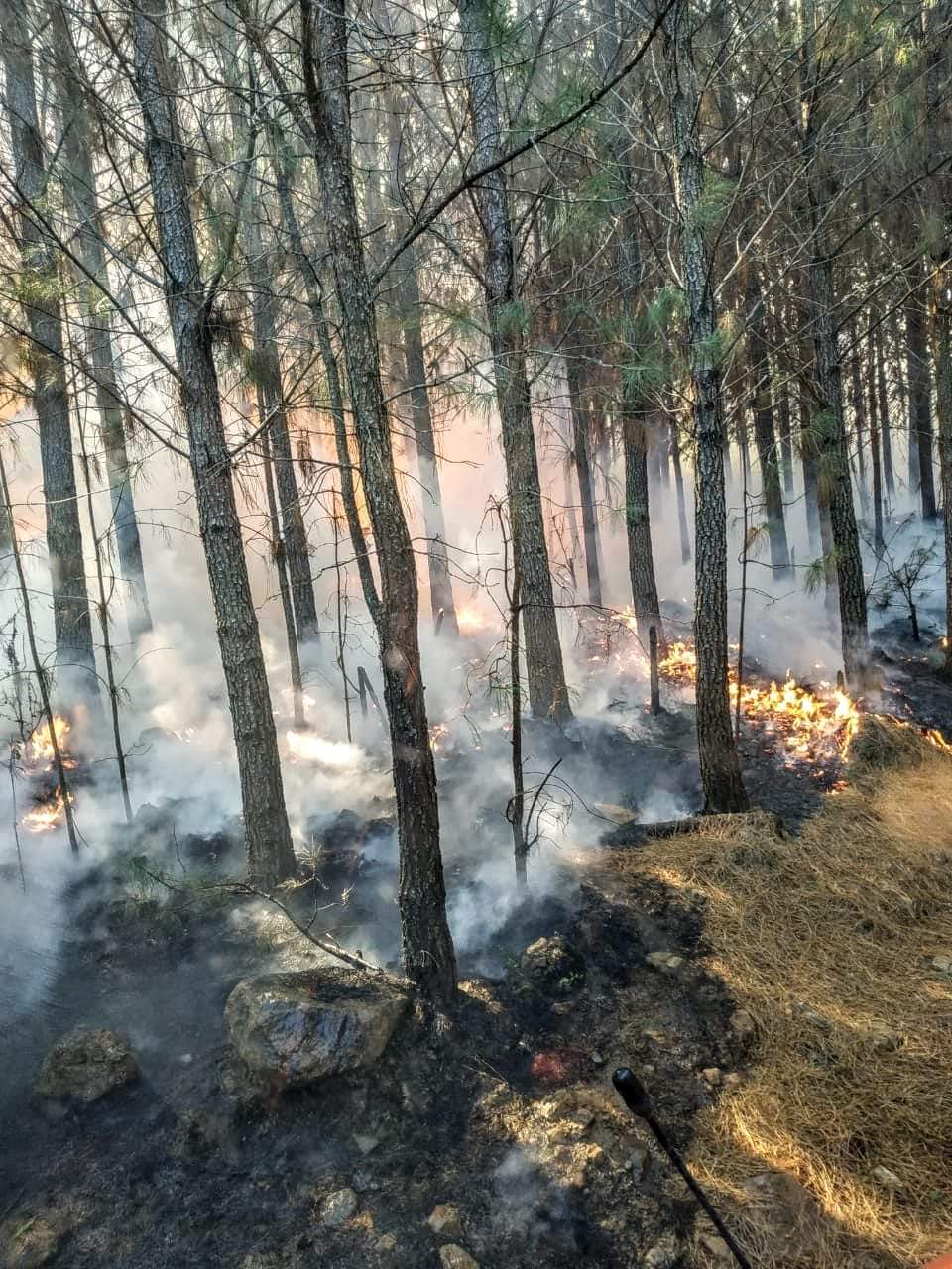 Fogo atinge mais de 20ha de Pinus em Campestre da Serra