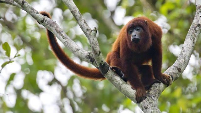 Secretaria Estadual da Saúde alerta para nova circulação da febre amarela em macacos no RS