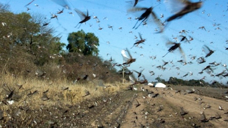 Gafanhotos começam a atacar lavouras no interior gaúcho