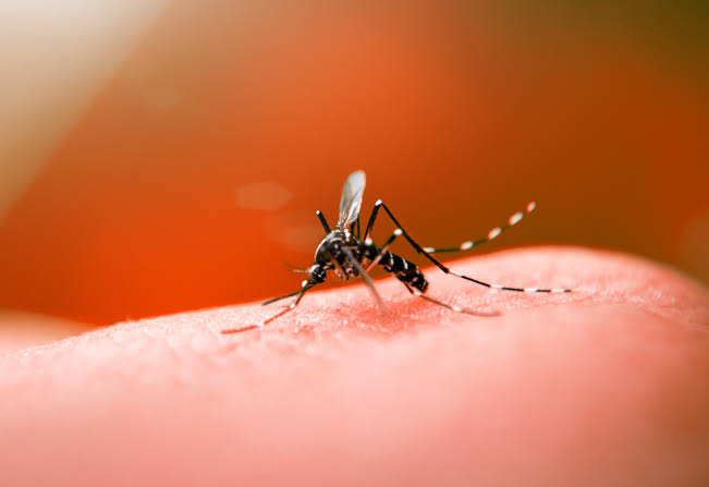 Estado confirma a quarta morte por dengue neste ano