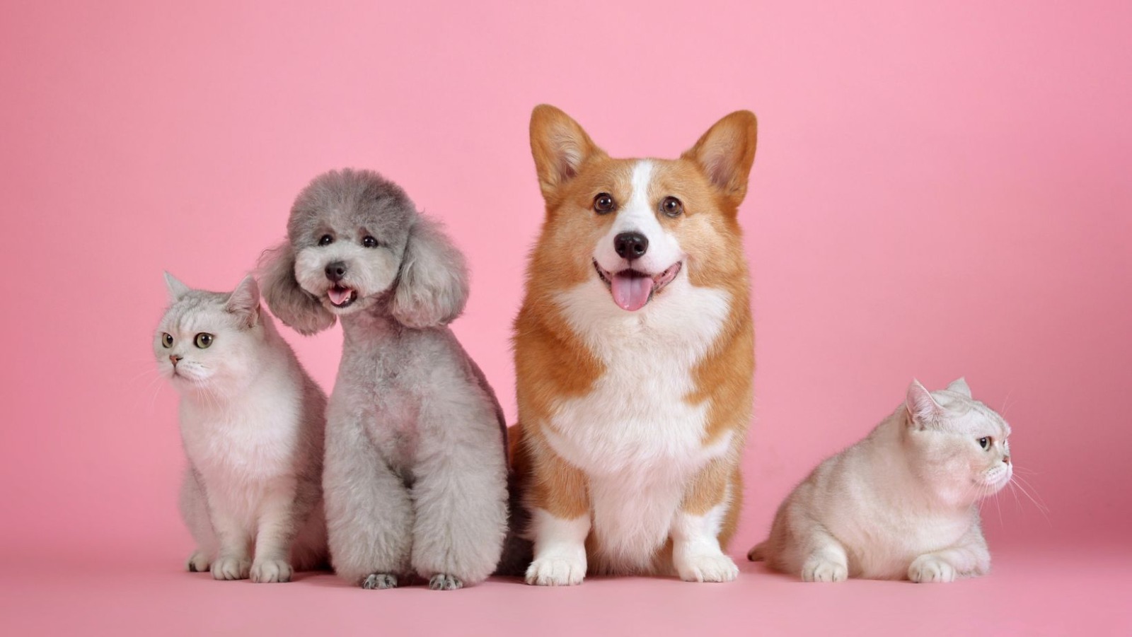 Transformação nos lares: pets saem da posição de melhor amigo e se tornam filhos