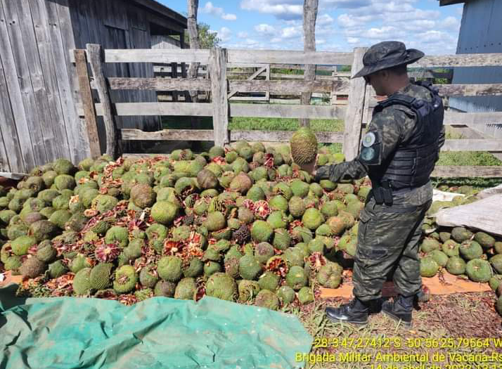 Patram realiza a maior apreensão de pinhão colhido em período de defeso da história de Vacaria