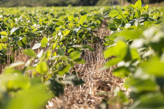 Agricultores familiares de Campestre já podem acessar os valores do SOS estiagem