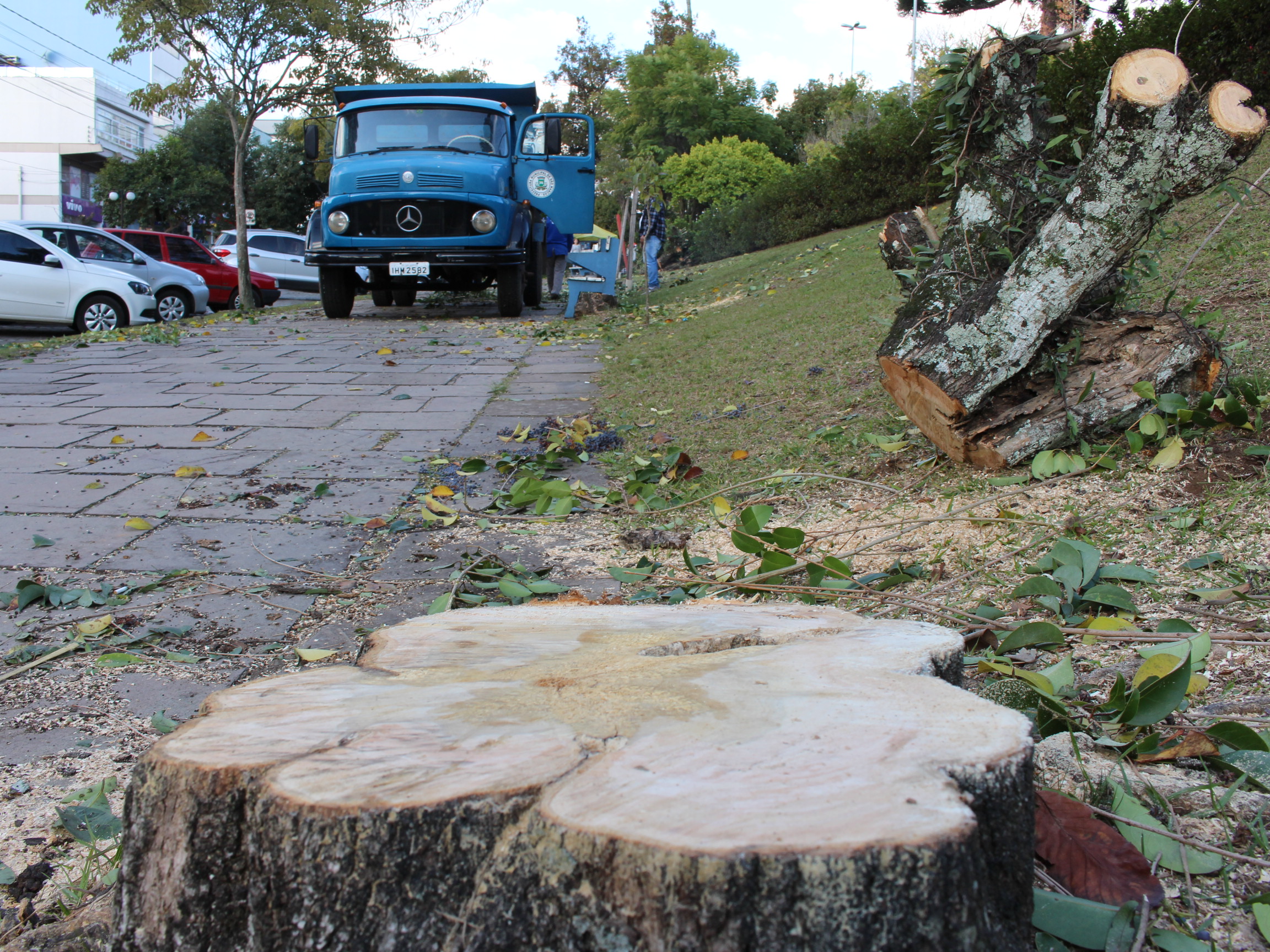 Prefeitura esclarece a população sobre cortes de árvores na Praça Dante Marcucci