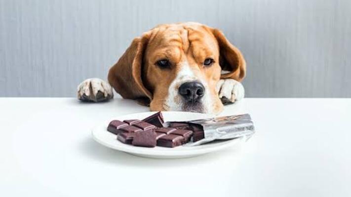 O perigo do chocolate para os pets e alternativas seguras para a Páscoa