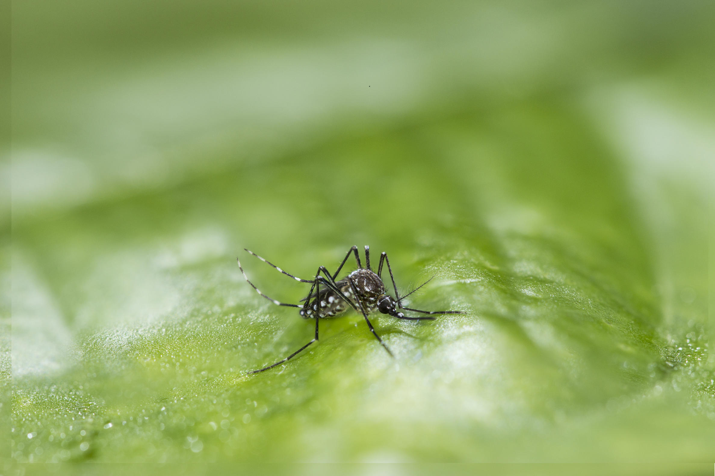 Alerta de saúde: São Marcos reforça medidas contra o aumento de focos do mosquito Aedes aegypti