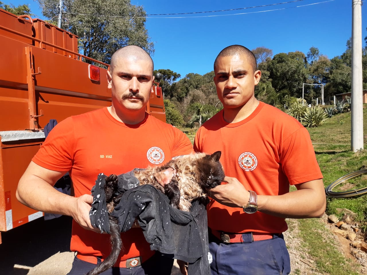 Bombeiros resgatam gato que foi atropelado em São Jacó